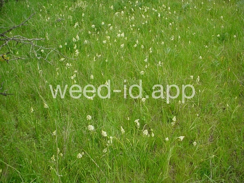 deathcamas, meadow